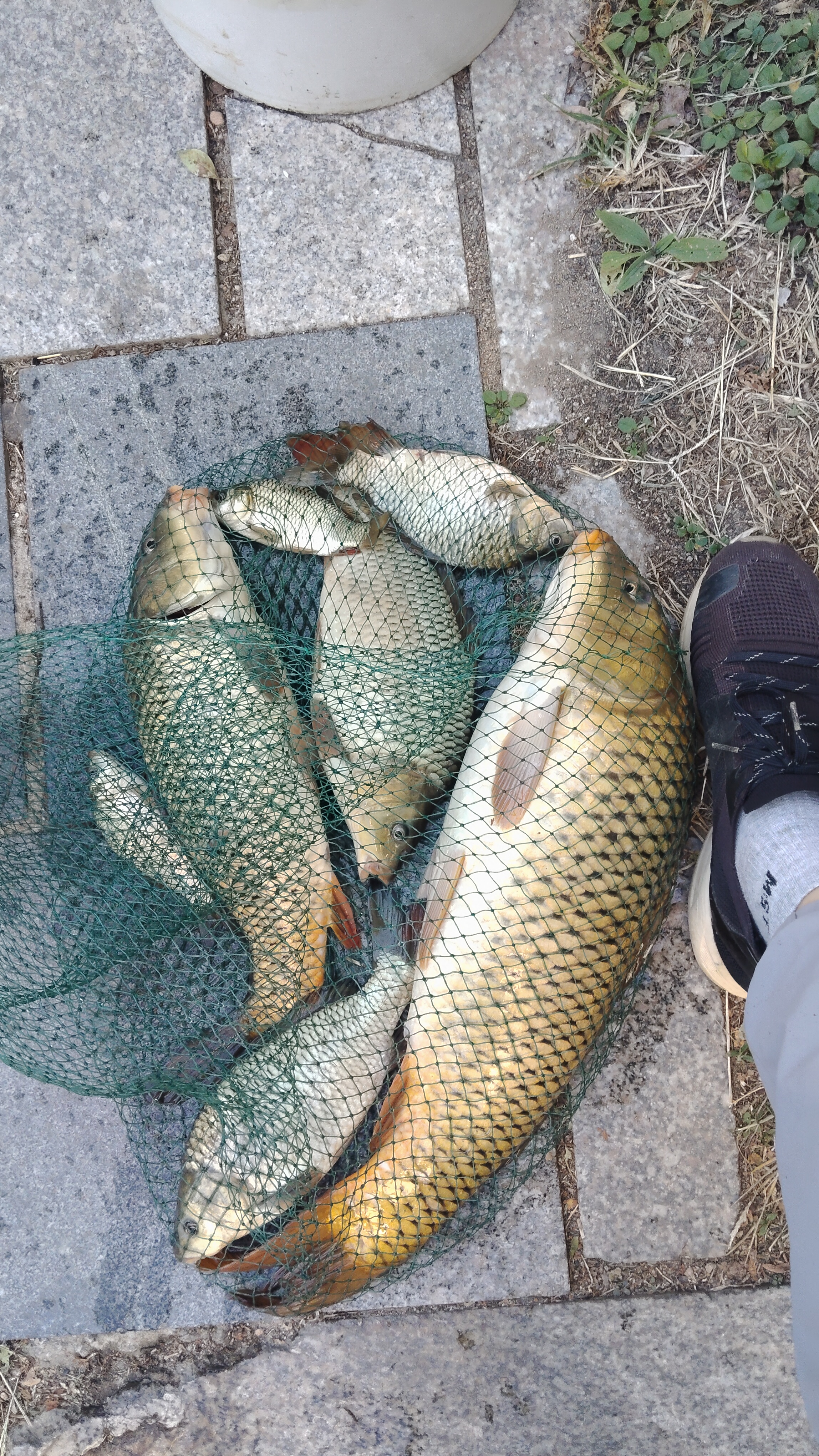 西部风老坛甜薯野钓鲫鲤草青鱼打窝饵料钓鱼发酵 甜薯杂粮综合版900g1包 实拍图