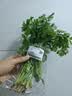 【火锅季】带根香菜100g 实拍图