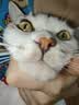 皇家猫粮 成猫猫粮 营养均衡 F32 通用粮 1-7岁 4.5KG 实拍图