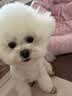 麦富迪狗粮 无谷牛肉双拼狗粮成犬小型犬比熊贵宾缓解泪痕 1.5kg 实拍图