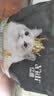 亿迪猫粮冻干幼猫成猫10斤全价英短蓝猫布偶老年猫国产通用全阶段5kg 实拍图