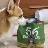 京东京造狗粮老年犬中小型狗粮高鲜肉鲜蒸抗初老护关节易消化7岁+狗粮2kg 实拍图