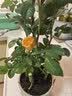 意轩【带花苞】欧月果汁阳台室内观花植物花卉盆栽四季开花月季 小苗【带花苞发】 实拍图