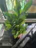萌肉居发财树盆栽招财花卉绿植常绿桌面植物三杆发财树+早安盆源头直发 实拍图