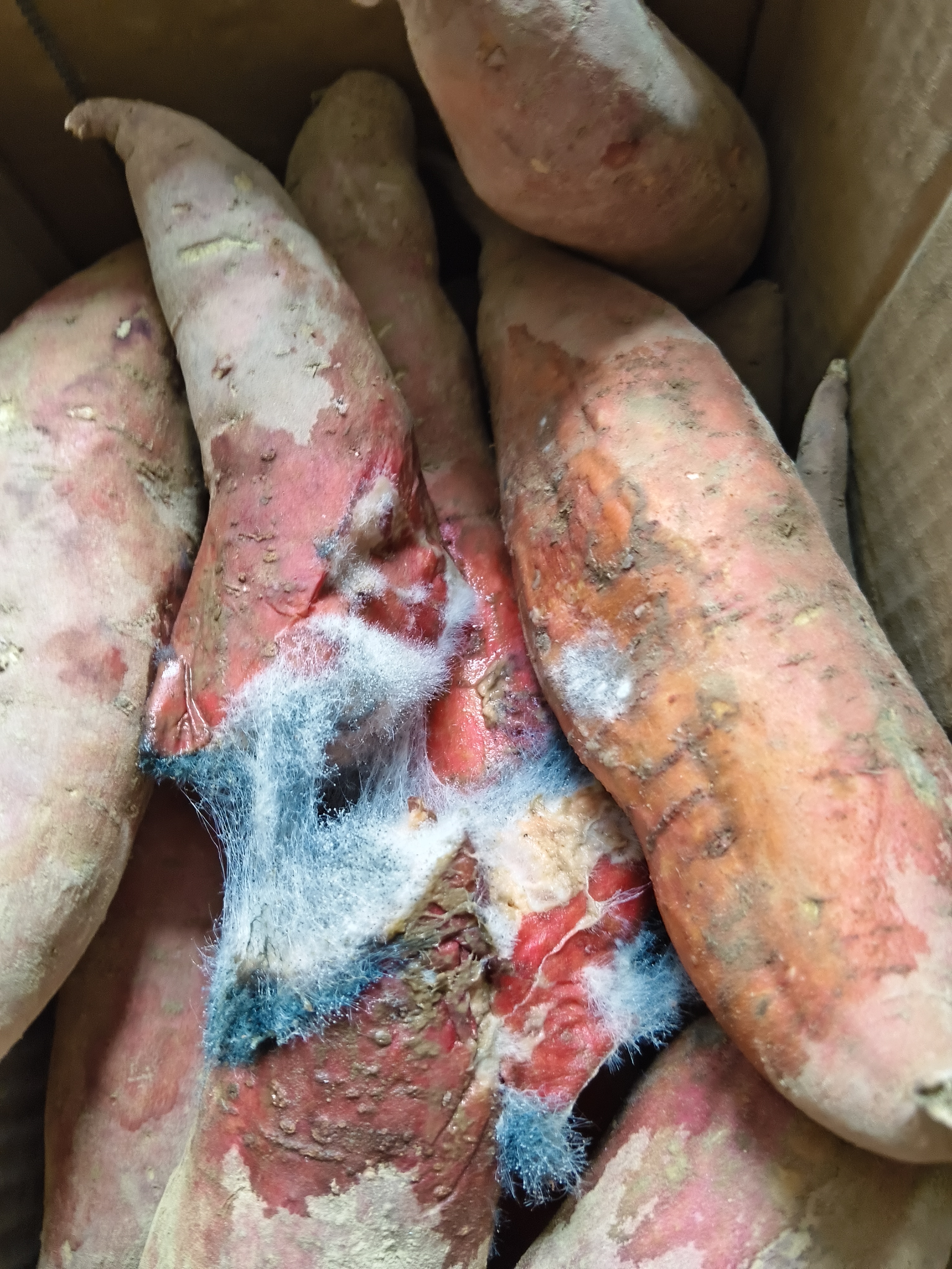 现挖沙地蜜薯红薯新鲜农家糖心番薯烤地瓜软糯批发黄心包邮 河南沙地蜜薯5斤装净重 大果 实拍图