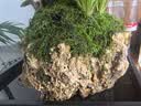 植筑小叶紫檀吸水石造型盆景摆件办公室桌面茶室内客厅盆栽水培绿植物 天然吸水石+小叶森林紫檀+（塑料盆） 高48cm*宽28cm*长32cm 实拍图
