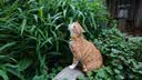 普安特宠物猫咪驱虫药驱虫体内外一体幼成虫跳蚤犬虱非泼罗尼爱滴克套装 实拍图