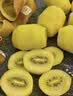 佳沛（zespri）新西兰金奇异果10粒巨大果146-175g猕猴桃中秋节礼品送水果礼盒 实拍图
