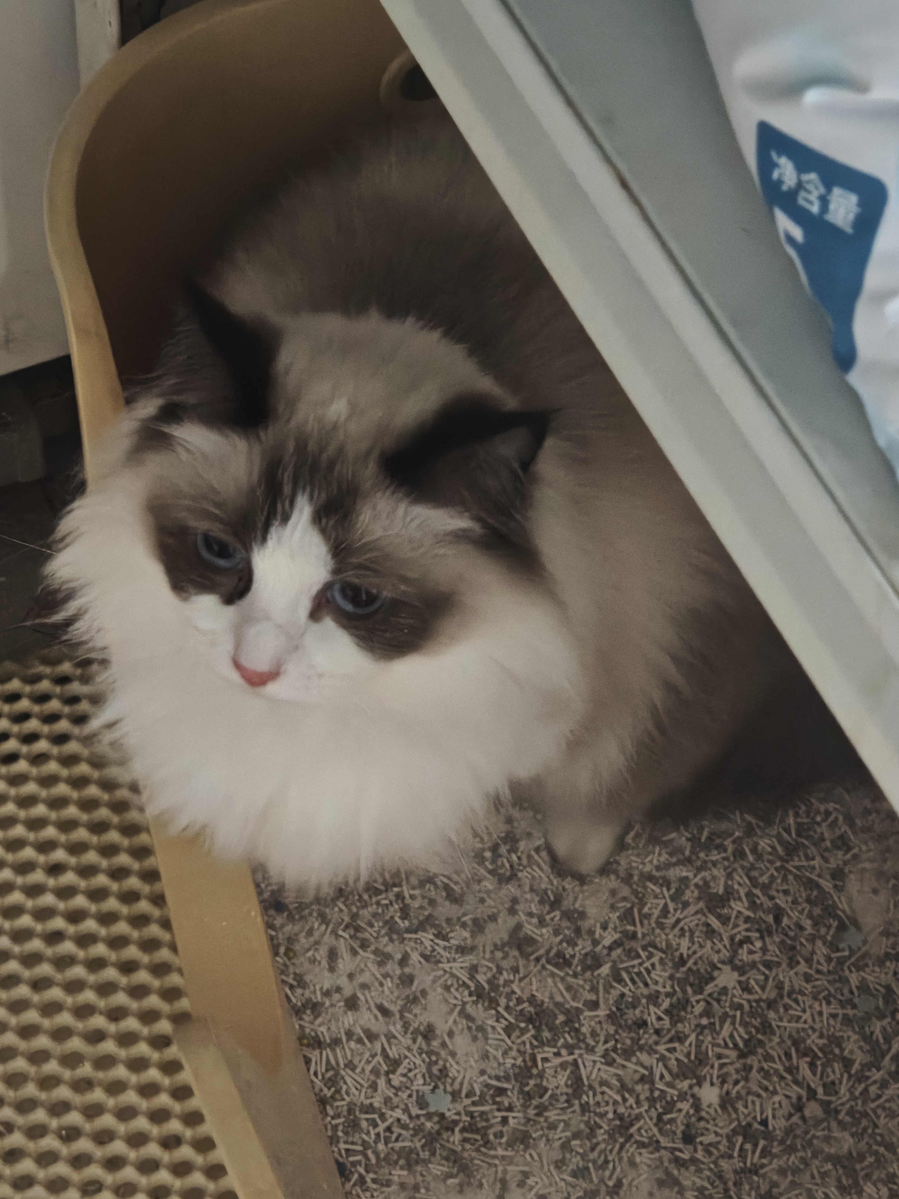 名创优品（MINISO）膨润土猫砂20斤京东自营送货上门强效除臭猫咪猫砂除臭香味 实拍图