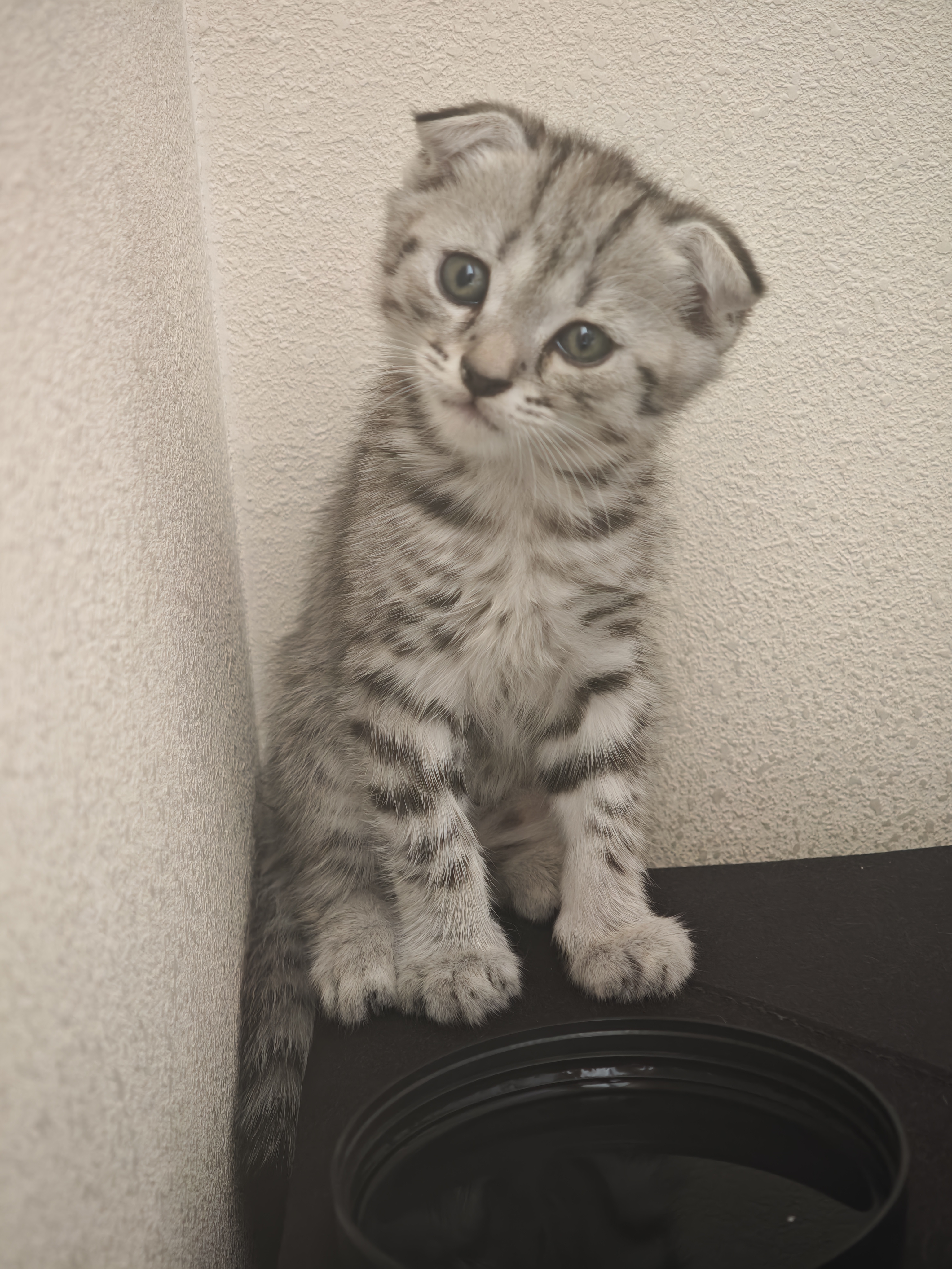 萌宠兄弟宠物免洗手套幼猫犬洗澡猫咪狗杀菌祛虱除螨全身清洁干洗湿巾10片 实拍图