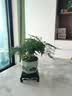 花翁文竹盆栽绿植物室内客厅中式禅意盆景办公室摆件高端花卉源头直发 实拍图
