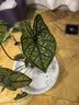 虹越（HONGYUE）高端绿植彩叶芋盆栽 多品可选室内阳台客厅装饰观叶植物 【DH彩叶芋】“白色女王”110#盆栽 实拍图