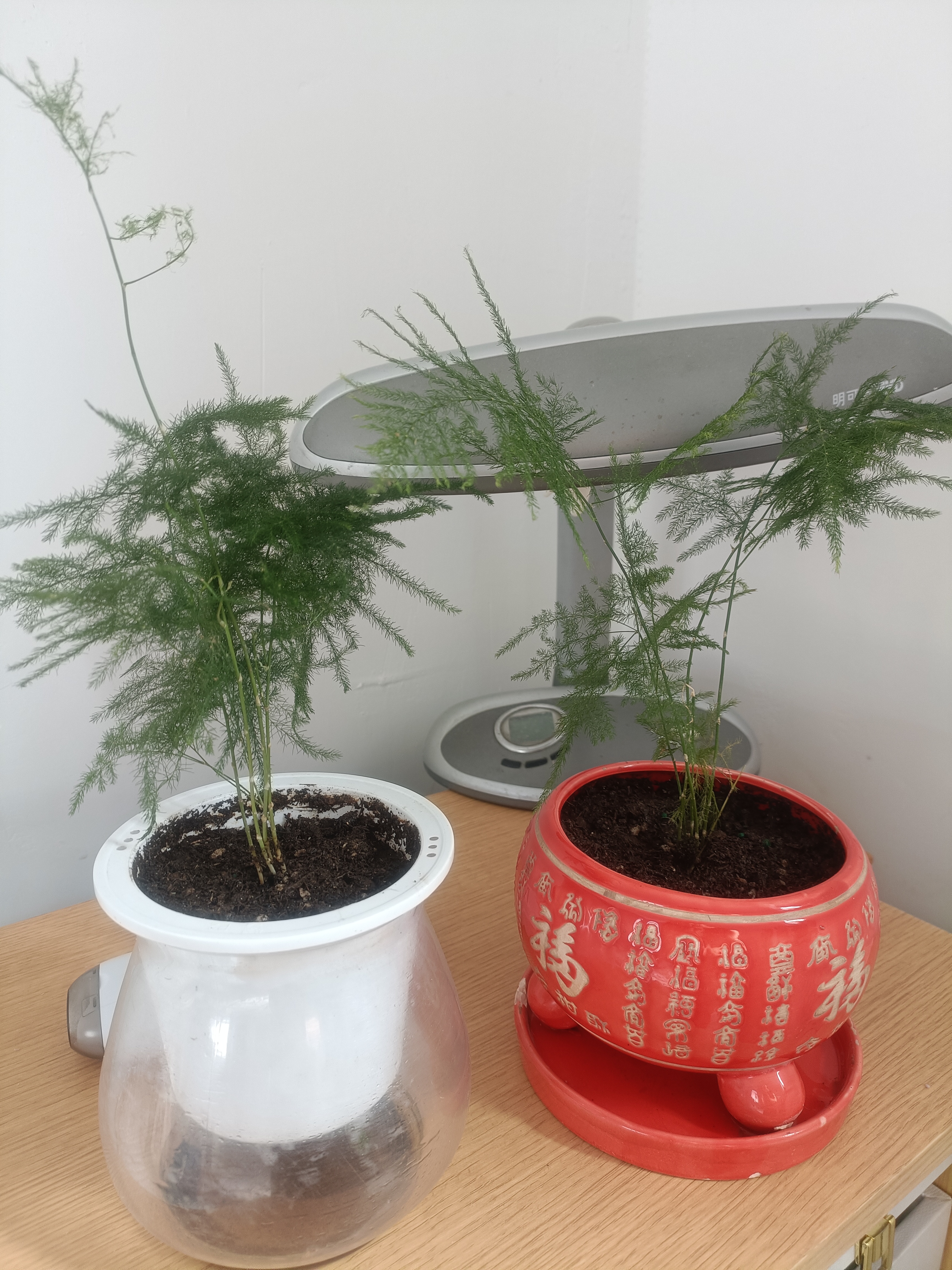 文竹盆栽绿植花卉盆景植物室内客厅水培文松云竹文竹大苗四季常青 小文竹【2棵更实惠】原土球发货 高度15-25cm 实拍图