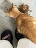 冠能猫泌尿道健康全价处方粮猫粮成年猫 助减结石形成1.5kg*3官方正品 实拍图