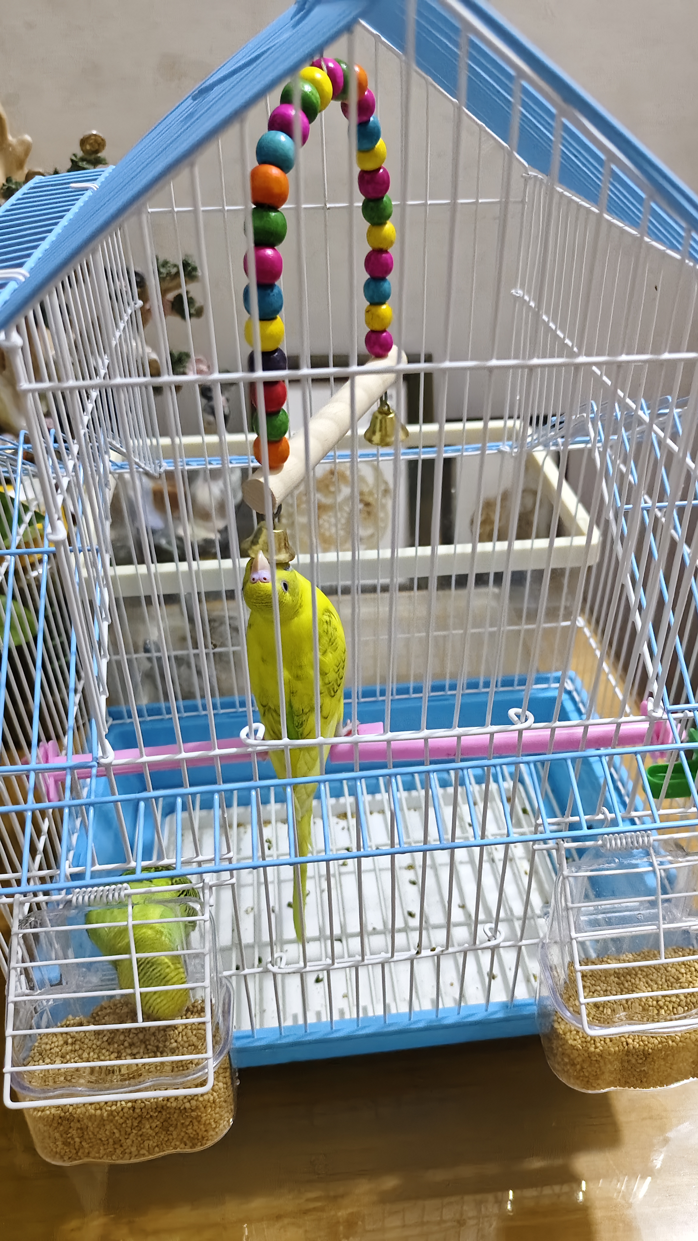 万宠汇 鸟活体虎皮鹦鹉笼养牡丹玄风活鸟学说话手养小太阳鹦鹉宠物鹦鹉 虎皮2只颜色备注+双层笼+粮1斤 实拍图