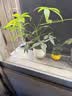 墨斗鱼通用型营养土10L 家庭园艺多肉花土泥炭椰糠育苗种菜花肥果蔬土壤 实拍图