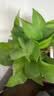 史丹利绿植营养肥料盆栽植物通用型室内有机家庭绿叶观叶型复合肥500g 实拍图