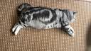 好主人（CARE）金装好主人成猫通用全价无谷冻干【体态管理】鸡鱼味成猫粮4.6斤 实拍图