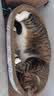 疯狂的主人猫抓板窝碗形特大号猫抓盆不掉屑猫窝宠物猫玩具瓦楞纸猫爪板椭圆 实拍图