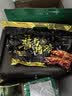 金锣酱卤猪蹄500g/袋休闲零食猪手肘子熟食下酒菜卤味方便面 实拍图