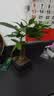 水培植物铁树小盆栽办公室内微景观桌面创意好养易活绿植花卉盆景 发财树盆栽 舍得盆加底托 高度15-25cm 实拍图