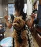 WAKYTU狗包外出便携包狗狗背带猫狗出行背狗神器宠物双肩胸前背包黑色M 实拍图