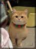 LEGENDSANDY蓝氏全价猫粮幼猫成猫猎鸟乳鸽4.5kg+荒野猎兔4.5kg 实拍图