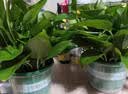 美益棵浓缩营养液通用型600ml月季多肉绿植花卉盆栽园林复合肥料水溶肥 实拍图
