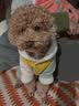 LEGENDSANDY蓝氏狗粮真鲜乳鸽中小型犬泰迪比熊生骨肉冻干鲜肉犬粮1.5kg*6包 实拍图