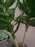 花翁水培绿植物招财转运室内水养花卉盆栽文昌竹4支(50-60cm)源头直发 实拍图