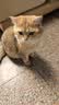 麦富迪猫罐头 barf霸弗主食猫罐头湿粮成幼猫呵护泌尿100g*24罐 实拍图