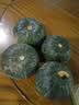 京鲜生 山东贝贝南瓜净3斤(粉糯瓜)中果300+蔬菜辅食板栗味源头直发 实拍图