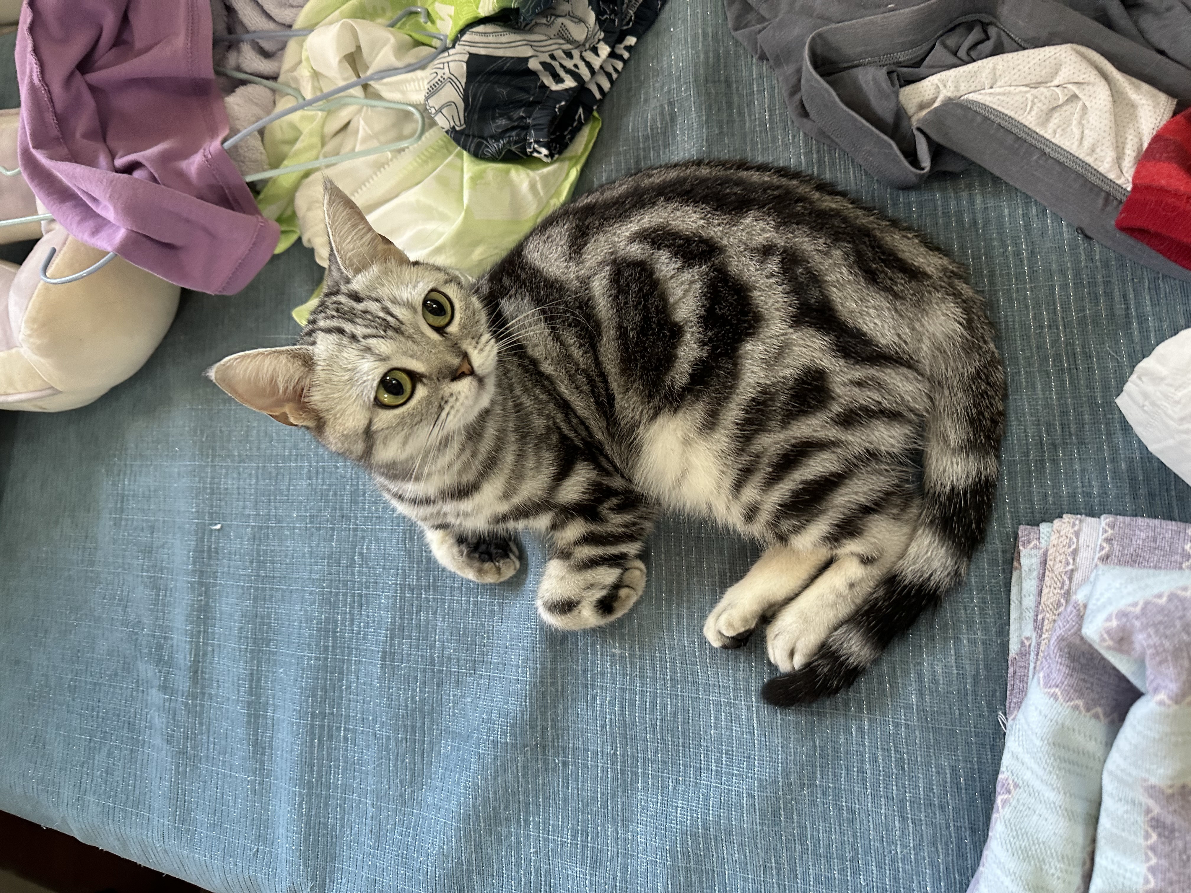 京东京造猫粮鱼肉6种全价鲜肉猫粮成猫幼猫鱼油美毛长肉护肤三文鱼2kg 实拍图