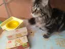 味当家猫零食云杉排毛冻干22包化毛猫草冻干猫咪零食以排代吐专利认证 实拍图