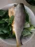 三都港 冷冻黄花鱼700g/2条装 大黄鱼深海鱼 生鲜鱼类 海鲜水产中秋礼品 实拍图
