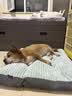 华元宠具狗窝垫子四季通用大型犬春夏深睡狗狗床宠物沙发可拆洗睡垫猫咪窝 实拍图