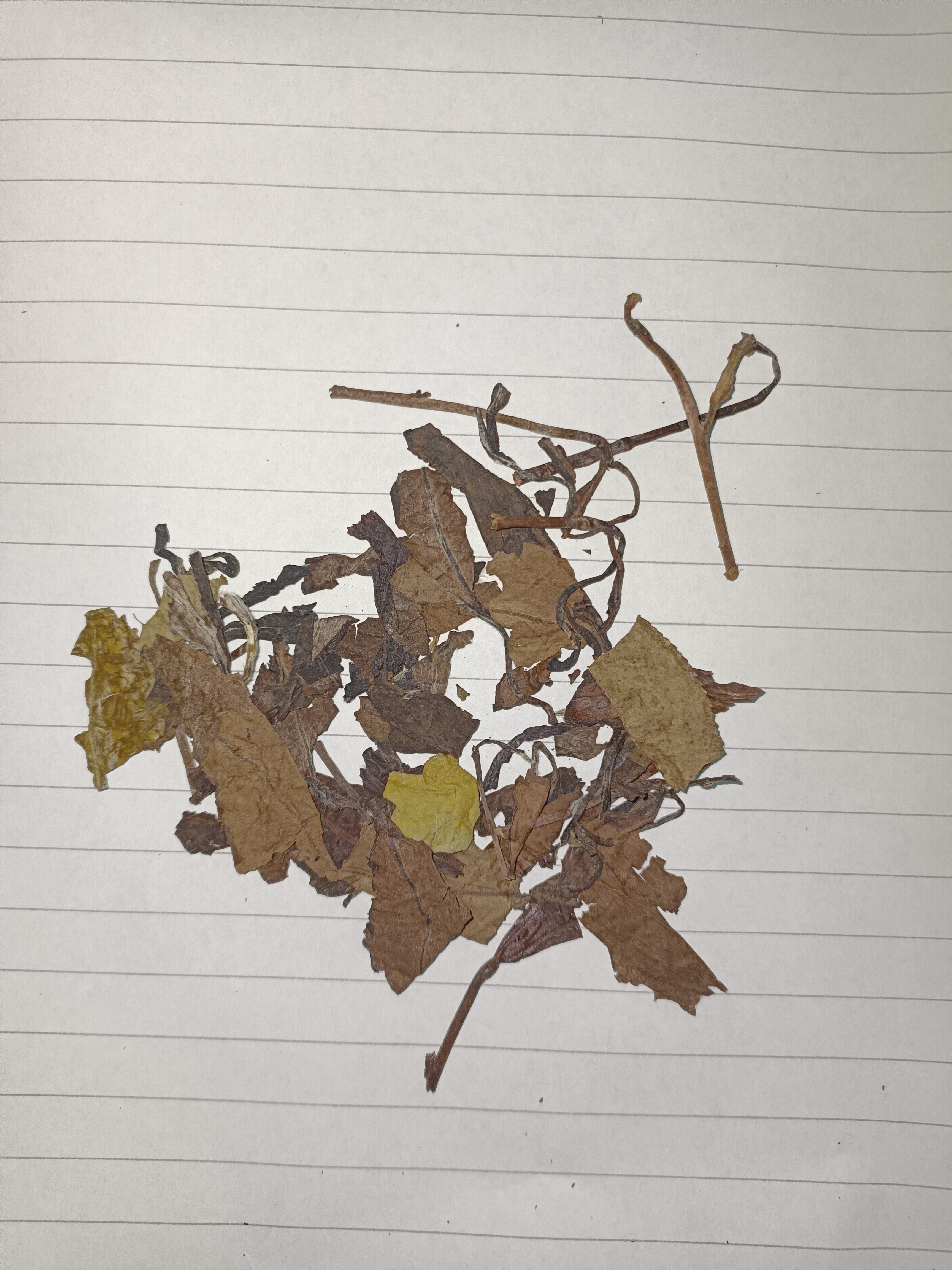 福东顺福鼎白茶 老寿眉白茶饼生晒年贡眉老树茶叶350g 自己喝送礼送长辈 实拍图