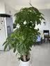 史丹利观叶绿植专用营养土室内盆栽植物通用型土壤盆景种绿植泥炭土10L 实拍图