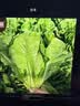 北蔬 生菜种子苗四季盆栽生吃奶油罗马生菜菜种籽 罗马生菜籽约5000粒 实拍图