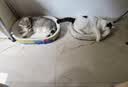 冠能猫粮成猫猫粮鸡肉味2.5kg 雀巢全价猫粮 稳固免疫 实拍图