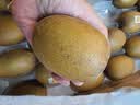 佳沛（zespri）新西兰金奇异果22粒巨大原箱146-175g猕猴桃中秋节礼品送水果礼盒 实拍图