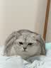 皇家（ROYAL CANIN）泌尿道全价处方猫粮MUC34（情绪舒缓）稀释尿液减少结石再生1.5KG 实拍图