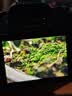 佳能（Canon）RF 85mm F2 MACRO IS STM 滤镜防护套装 实拍图
