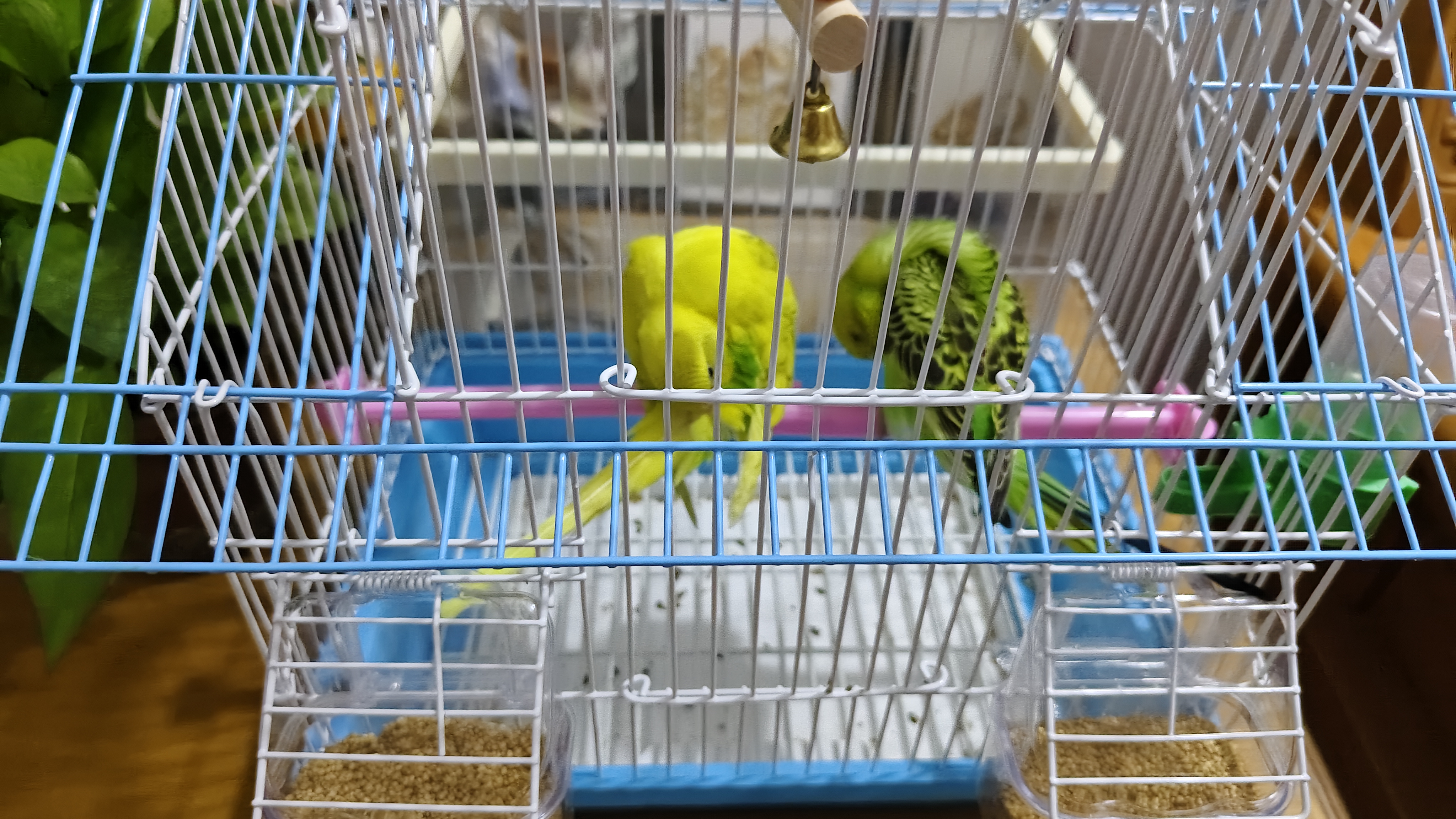 万宠汇 鸟活体虎皮鹦鹉笼养牡丹玄风活鸟学说话手养小太阳鹦鹉宠物鹦鹉 虎皮2只颜色备注+双层笼+粮1斤 实拍图