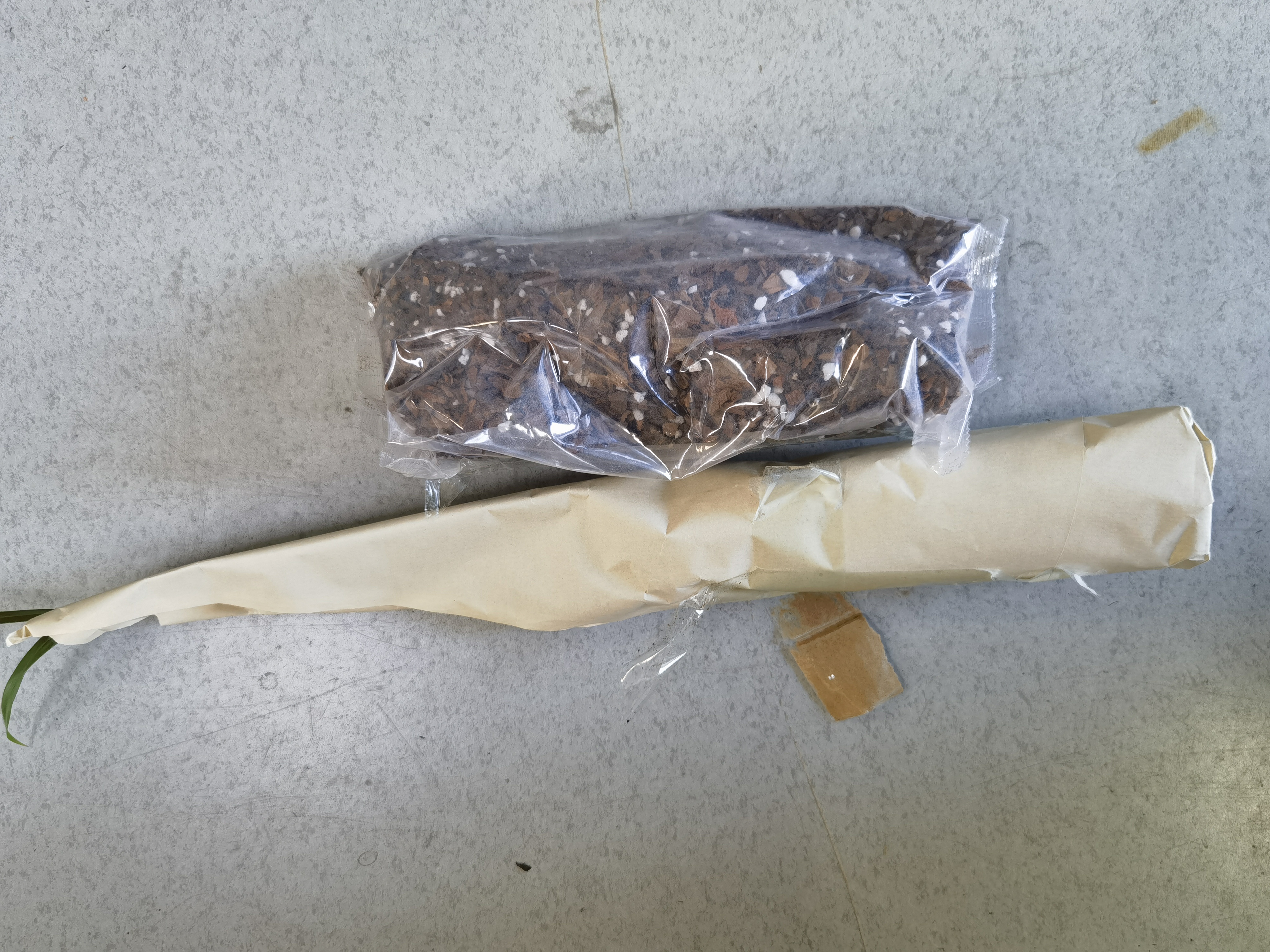 劉閣蘭花刘阁兰花苗盆栽 建兰天红 夏带花苞出售红素好养花卉四季室内好养 天红3苗:带盆土肥,说明书 实拍图
