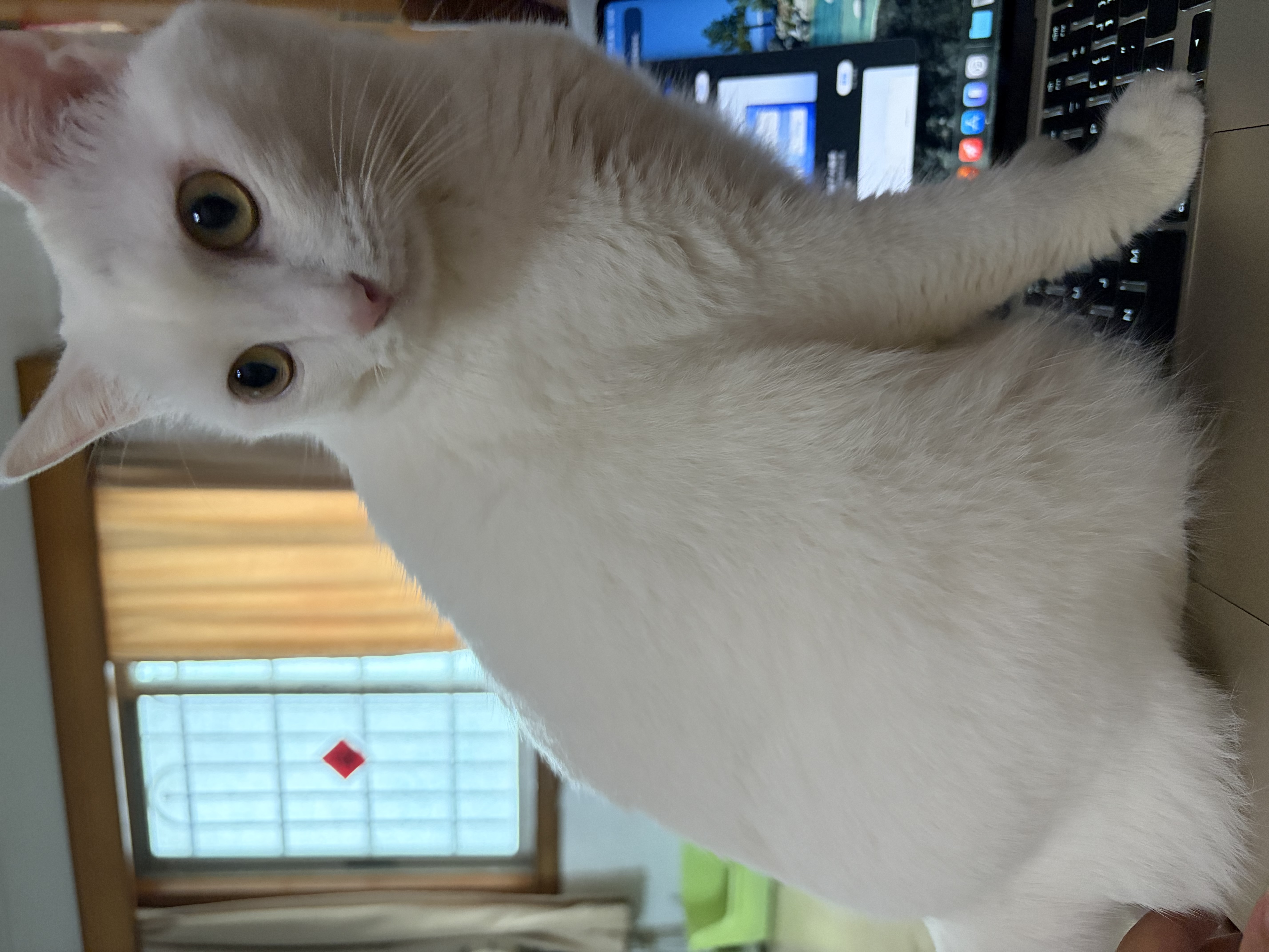 苹果/苹果AI/MacBook Air13英寸M5 (10+10核) 16G 1T星光色笔记本电脑MDHC4CH/A 实拍图