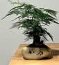幼薇文竹盆栽植物室内绿化四季迷你办公室绿植摆件桌面好养创意小盆景 文竹盆景+如意陶瓷盆+方形底盘 带盆栽好 实拍图