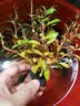 疯狂水草懒人水草植物直接入缸火山石鱼缸造景套餐20-40cm缸源头直发包邮b 实拍图