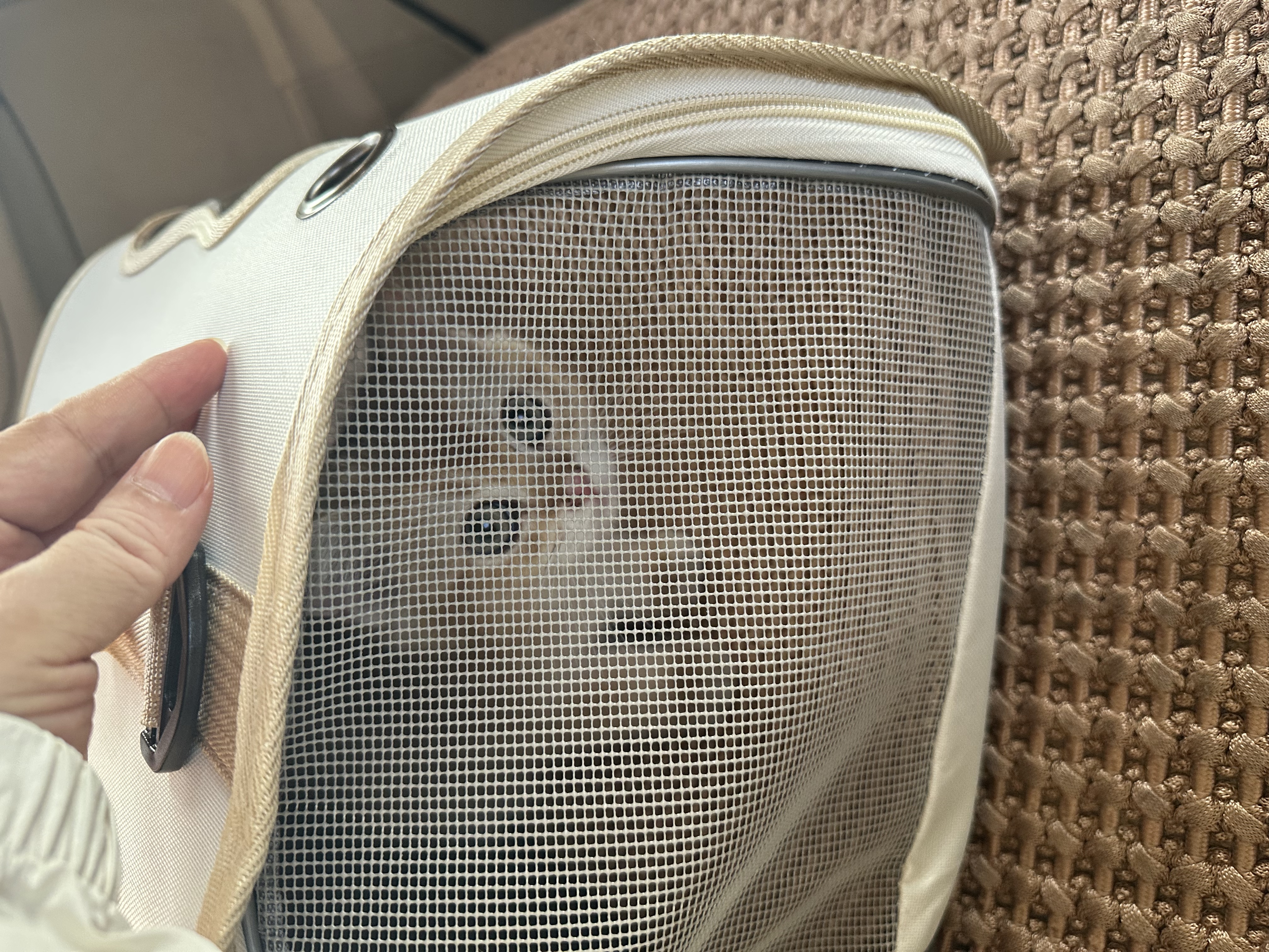 贝初众猫包外出便携包大号宠物背包猫咪外出包手提猫书包狗狗外出携带包 白灰-手提猫包/适合15斤内猫咪 大开口设计/方便爱宠进出 大空间舒适透气/可折叠 实拍图