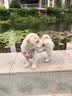 疯狂小狗鸭肉梨狗粮小型犬中大型幼犬成犬金毛泰迪肉松五拼粮1.25kg 实拍图